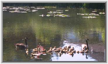Our 1 acre property backs onto the Miami river - watch the ducks and geese or go for a canoe ride